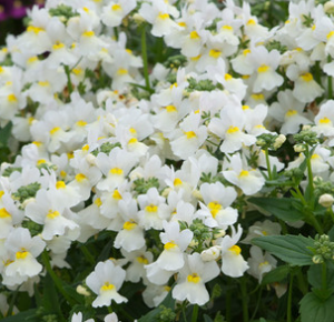 Nemesia Lady Mary 50 Seeds