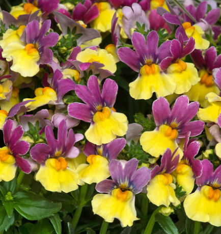 Nemesia Lady Lucy 50 Seeds