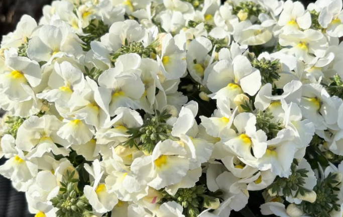 Nemesia Winter 50 Seeds