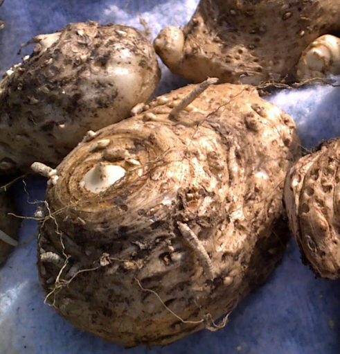 Calla Lily ( Zantedeschia ) Captain Safari 1 Bulb