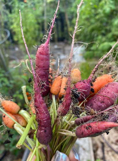 Dragon Carrot 80 Seeds