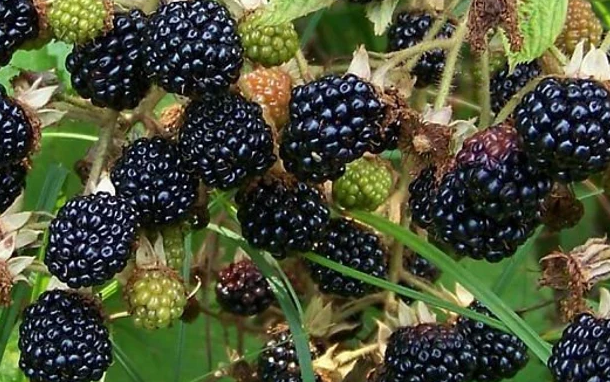 Triple Crown Blackberry - 30 Seeds