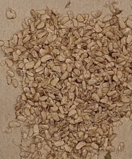 British Columbia Fall Gold Raspberry - 30 Seeds