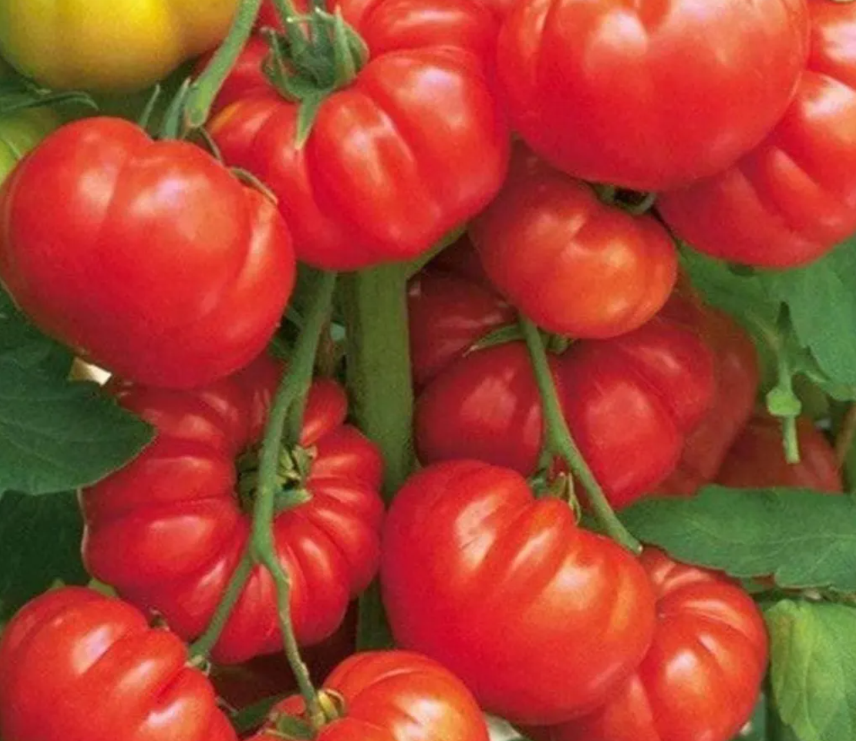 Tomato Starter Plant Variety 4 - Pack