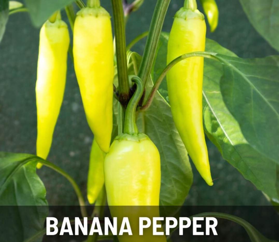 Pepper Seeds Collection – 6 - Pack