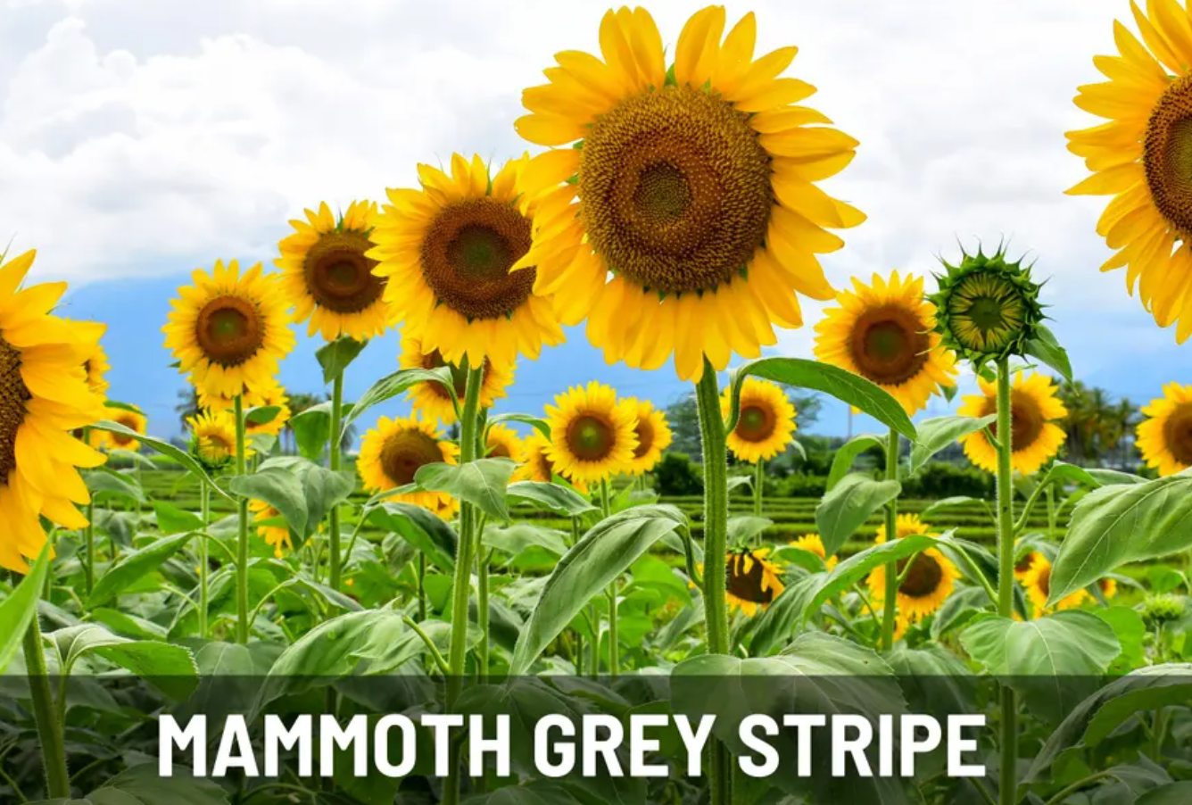 Sunflower Garden Seeds Collection – 6 - Pack