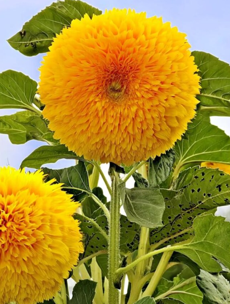 Sunflower ( Helianthus ) Dwarf Gold 25 Seeds