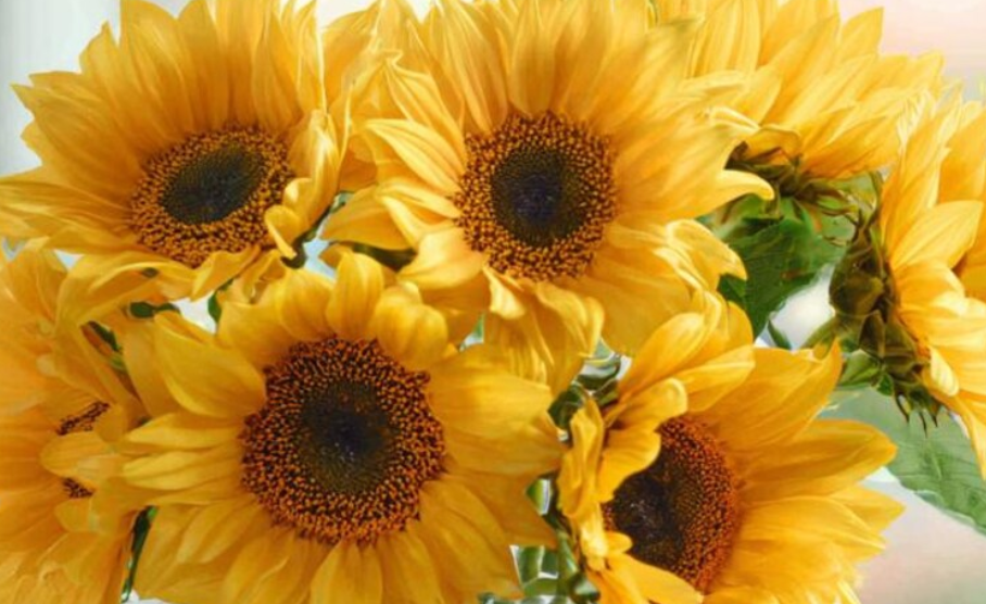 Sunflower ( Helianthus ) Lemon Queen 25 Seeds