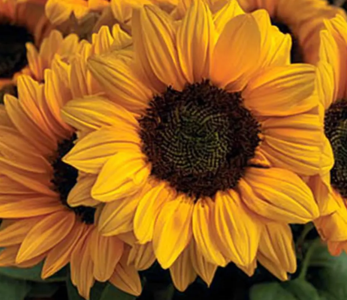 Sunflower ( Helianthus ) Vincent Choice 25 Seeds