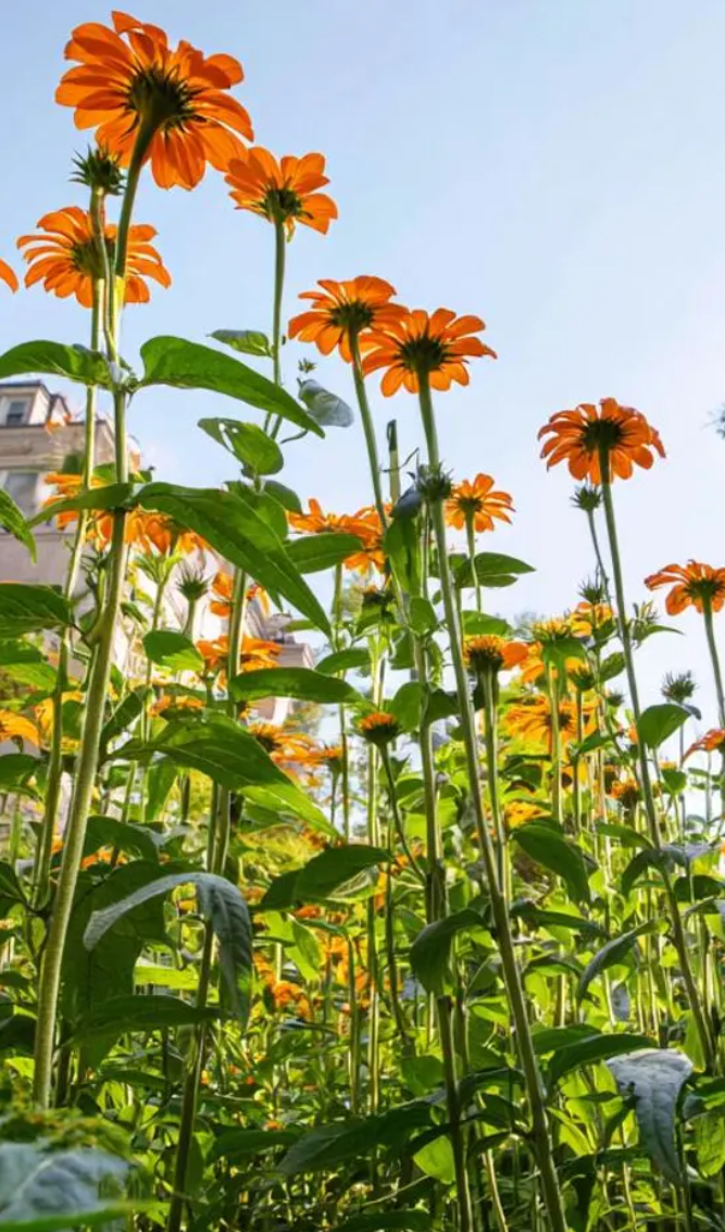 Sunflower ( Helianthus ) Tithonia rotundifolia 25 Seeds
