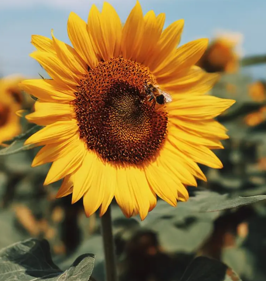 Sunflower ( Helianthus ) Mammoth Grey Stripe 25 Seeds