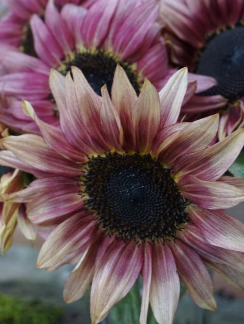 Sunflower ( Helianthus ) Strawberry Sunrise Pink 25 Seeds