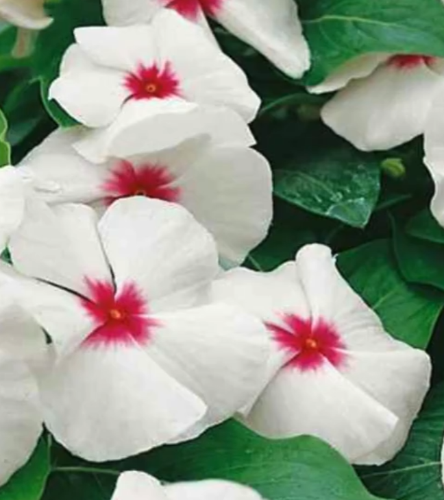 Periwinkle – Vinca rosea – Bright Eye 20 Seeds
