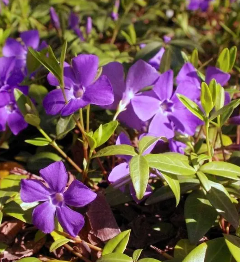 Periwinkle – Vinca Minor – Bright Eye 20 Seeds