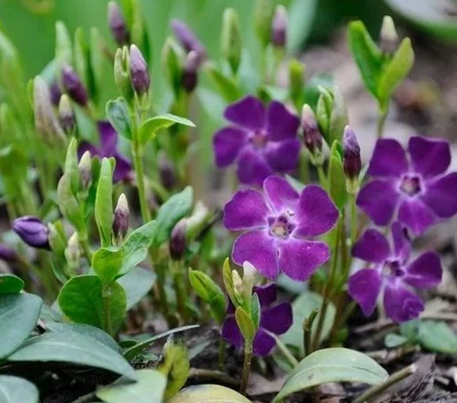 Periwinkle –Multiplex – 20 Seeds