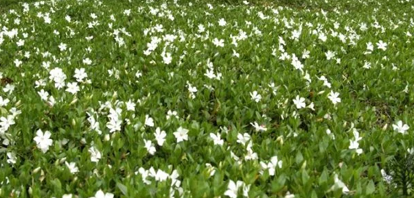 Periwinkle – Alba – 20 Seeds