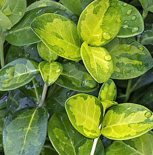 Periwinkle – Sebastian – 20 Seeds