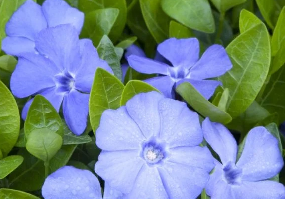 Periwinkle – Darts Blue – 20 Seeds