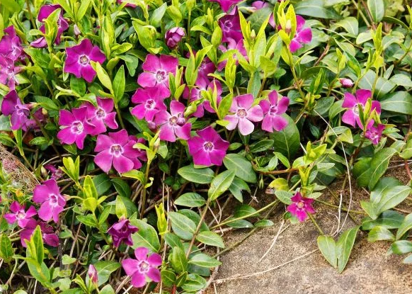 Periwinkle – Atropurpurea – 20 Seeds