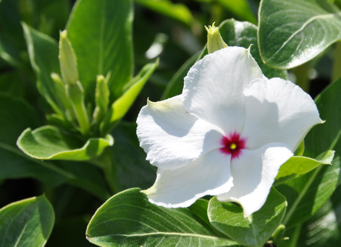 Periwinkle – Vinca minor – Peppermint Cooler 20 Seeds