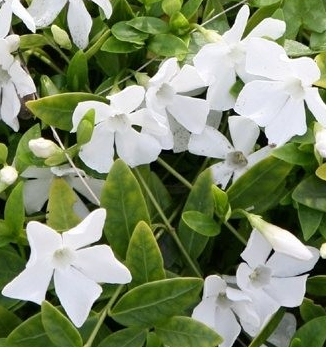 Periwinkle – Vinca minor – Miss Jekyll 20 Seeds