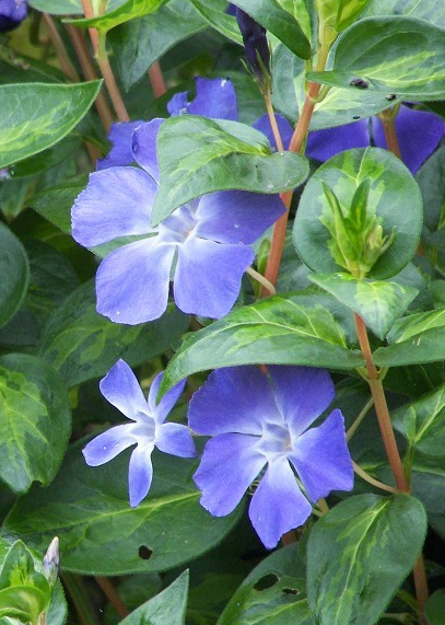 Periwinkle – Vinca minor – Maculata 20 Seeds