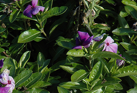 Periwinkle – Vinca minor – First Kiss Blueberry 20 Seeds