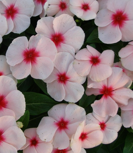 Periwinkle – Vinca minor – First Kiss Apricot 20 Seeds
