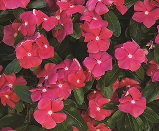 Periwinkle – Vinca minor – Cora Cascade Cherry 20 Seeds