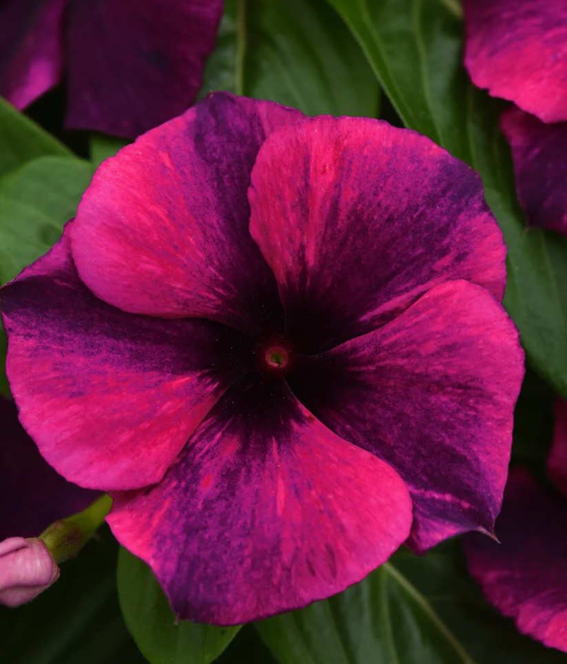 Periwinkle – Vinca minor – Black Cherry Tattoo 20 Seeds