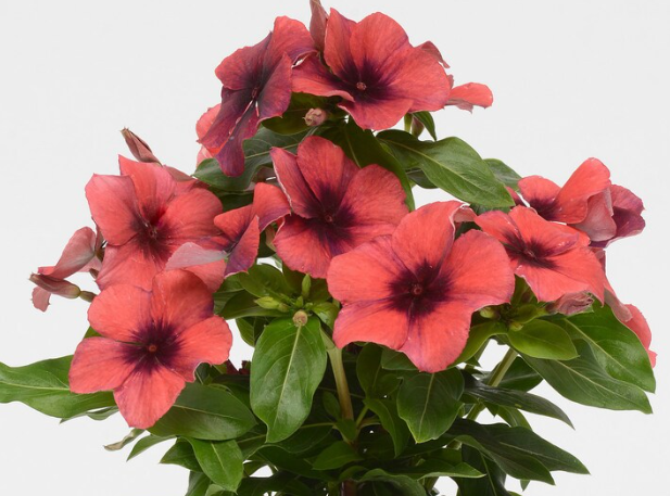 Periwinkle – Vinca minor – Papaya Tattoo 20 Seeds