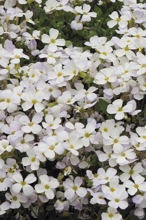 Aubrieta ( Rock Cress ) gracilis Regado White 100 Seeds