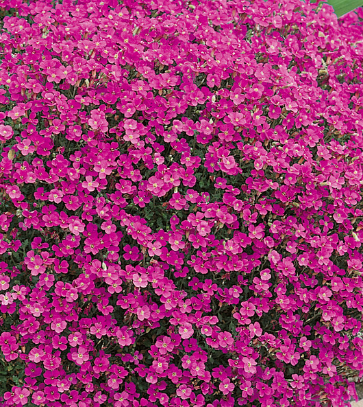 Aubrieta ( Rock Cress ) Red Cascade 100 Seeds