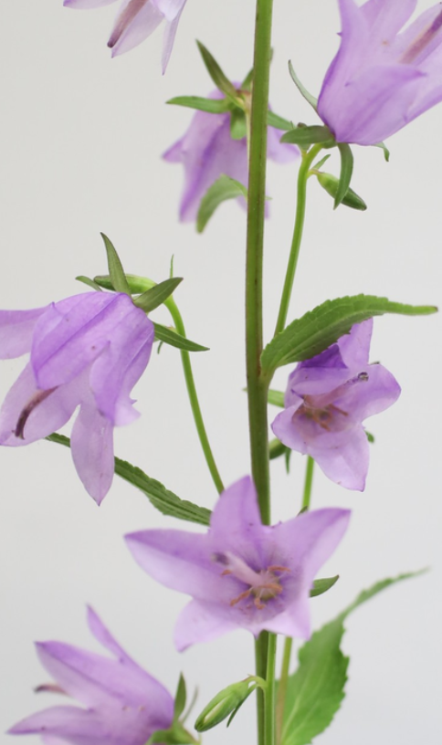 Campanula 'Rapunculoides' 50 Seeds