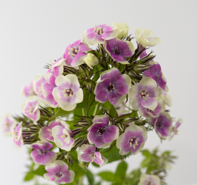 Phlox 'Cool water' 50 Seeds