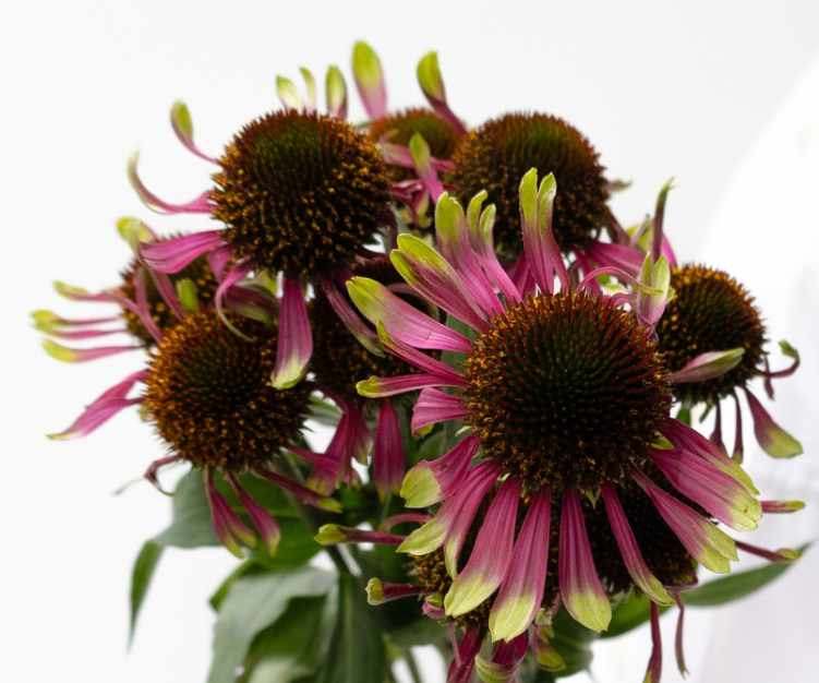 Echinacea purpurea 'Green chocolate' 30 Seeds