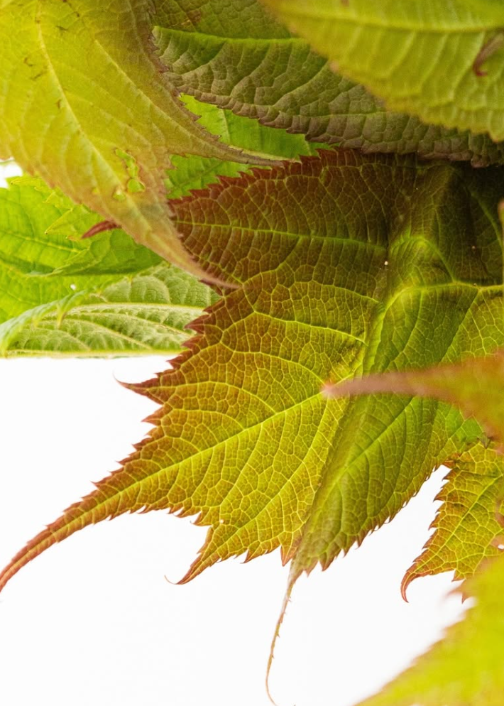 Rodgersia podophylla ''Bronze beauty' 60 Seeds