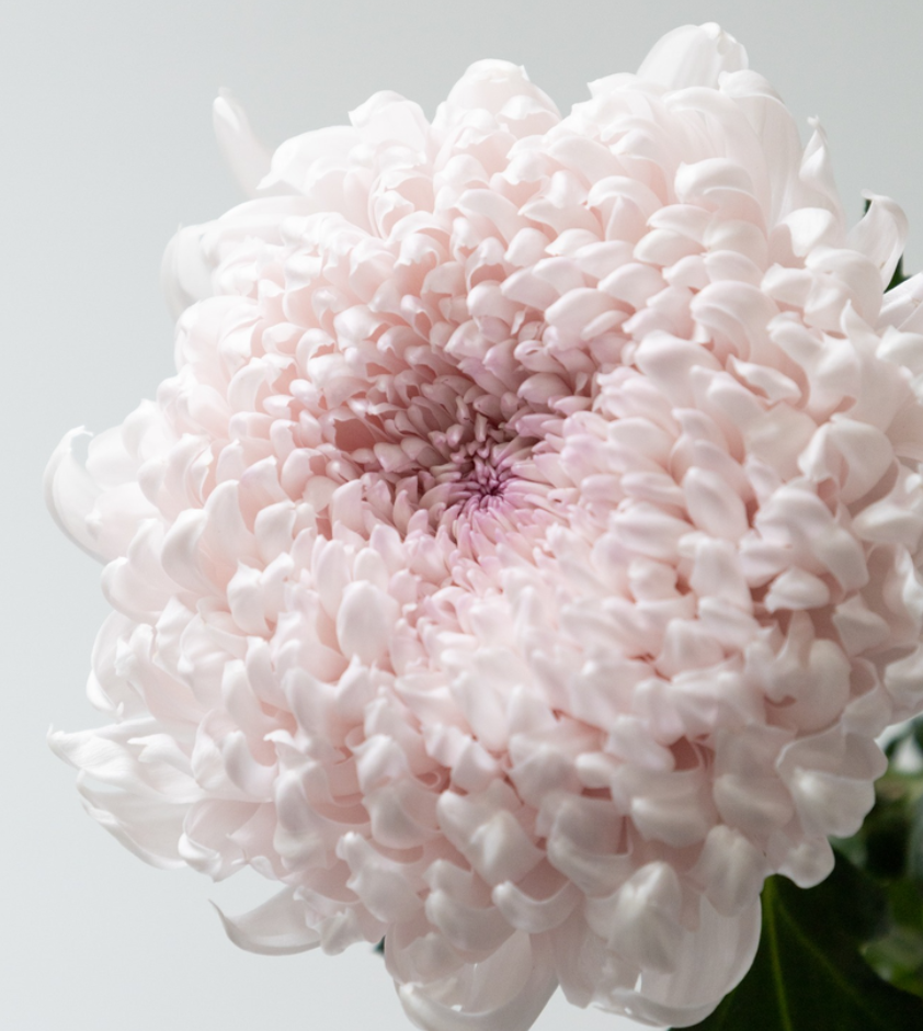 Chrysanthemum morifolium 'Lullaby' 100 Seeds