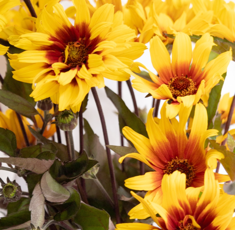 Helianthus debilis 'Burning Hearts' 25 Seeds