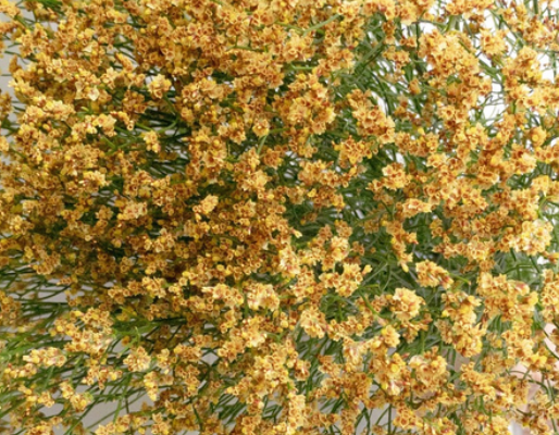 Limonium 'Golden' 100 Seeds