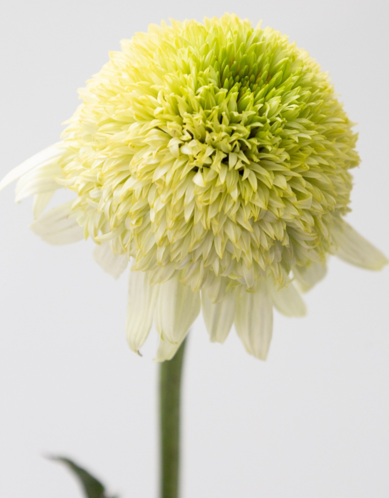 Echinacea 'Sakhalin' 30 Seeds