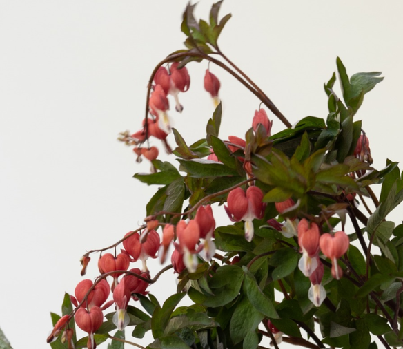 Dicentra spectabilis "Valentine" 5 Seeds