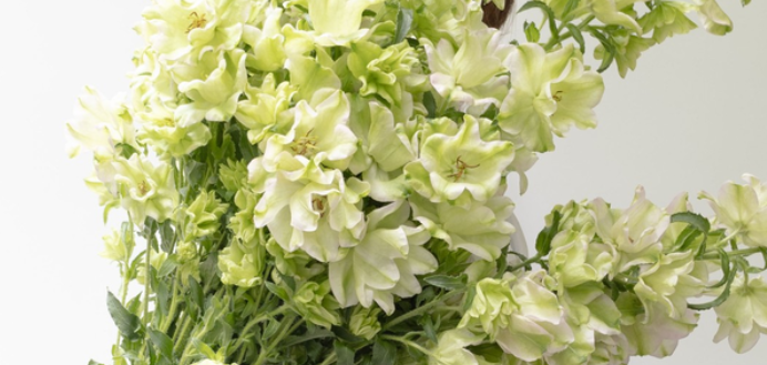 Campanula 'Evergreen-Pink Blush' 50 Seeds