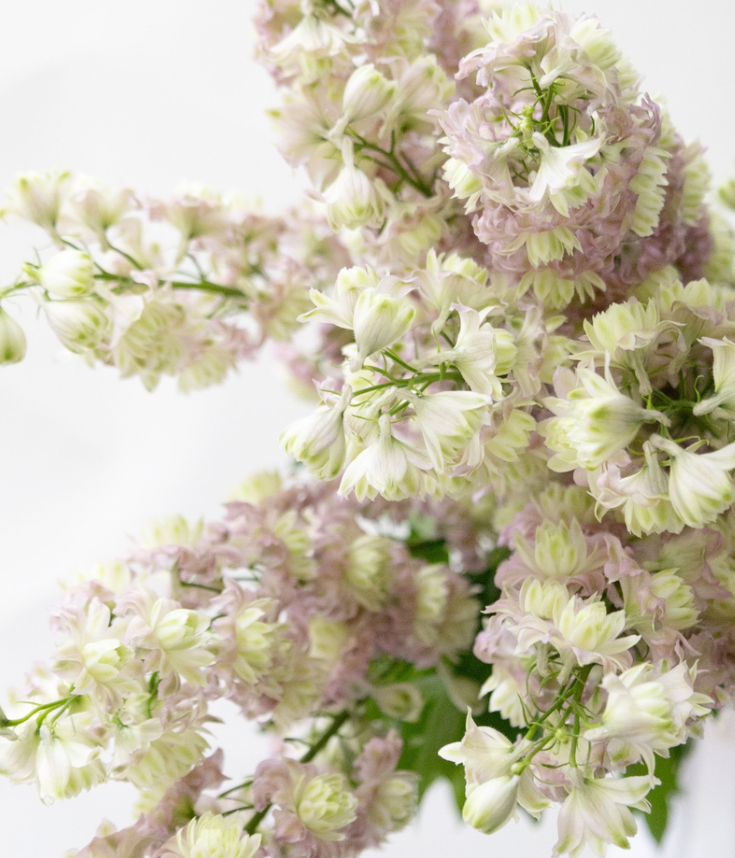 Delphinium Highlander ’Mystery Sensation' 80 Seeds