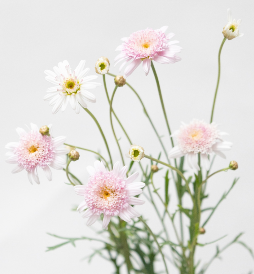 Argyranthemum frutescens 'Sugar Strawberry' 30 Seeds