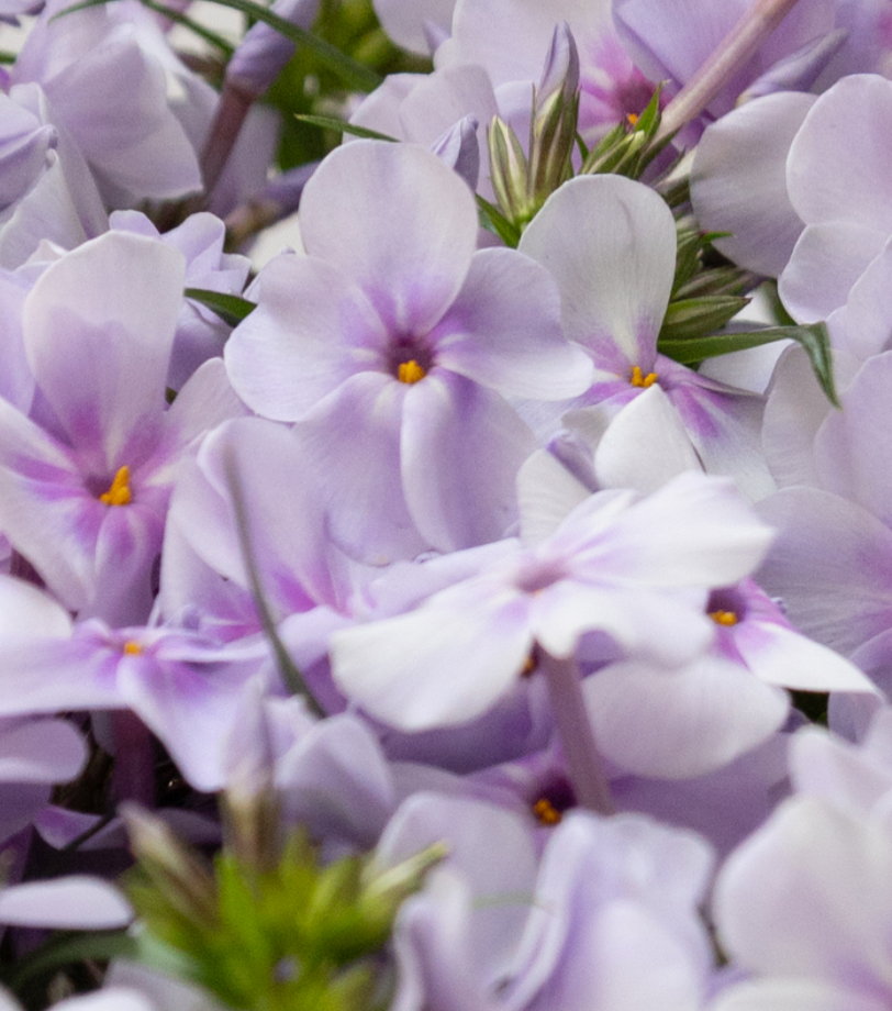 Phlox 'Opening Act Pink-a-Dot ' 50 Seeds