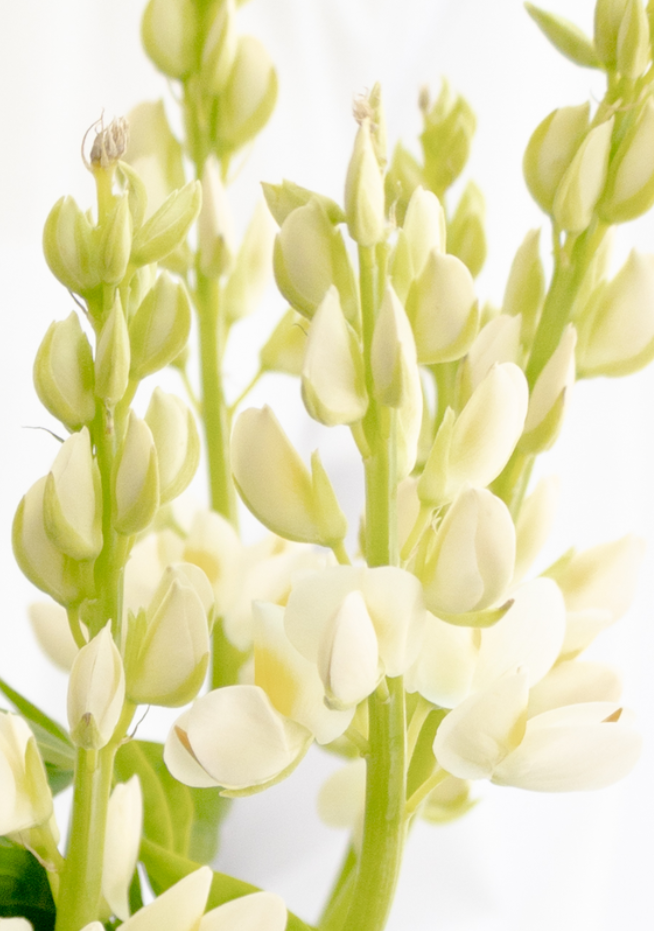 Lupinus 'Perl white' 20 Seeds