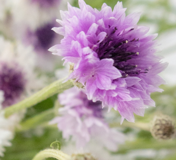 Centaurea cyanus ( Cornflower ) ’Classic magic’ 60 Seeds