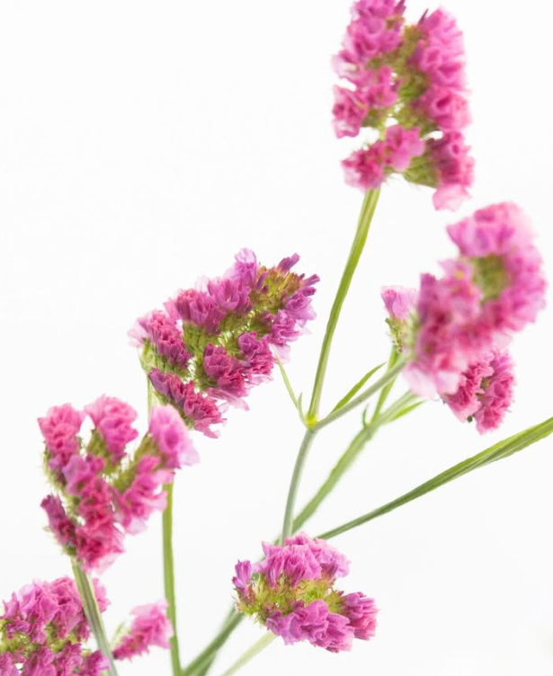 Limonium sinuatum ’Bordeaux’ 100 Seeds