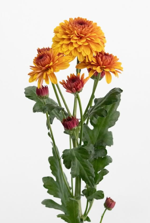 Chrysanthemum morifolium ’Burano dark orange’ 100 Seeds